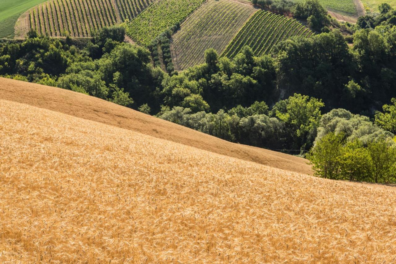 Relais Cocci Grifoni - Panoramic Wine *