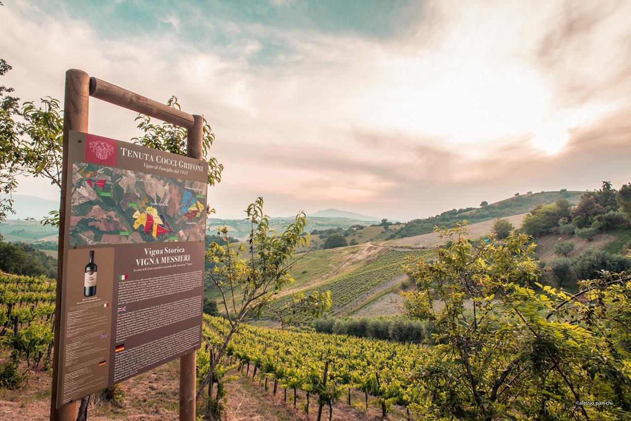 Appartamento Relais Cocci Grifoni - Panoramic Wine Offida